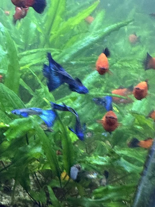 Guppy blue Moscow