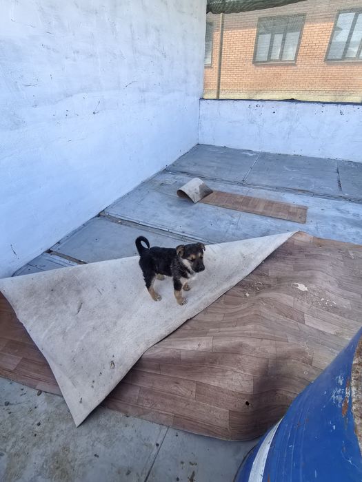 Поло мужское овчарка щенок