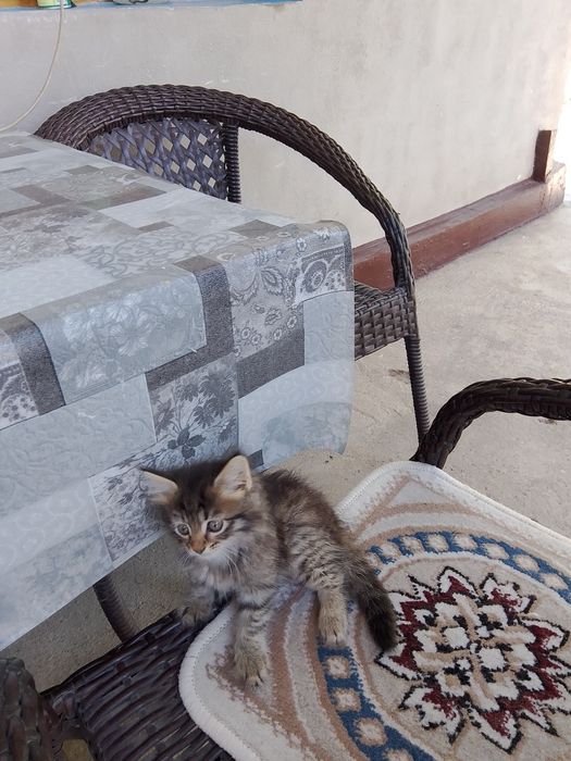 Отдам в добрые руки