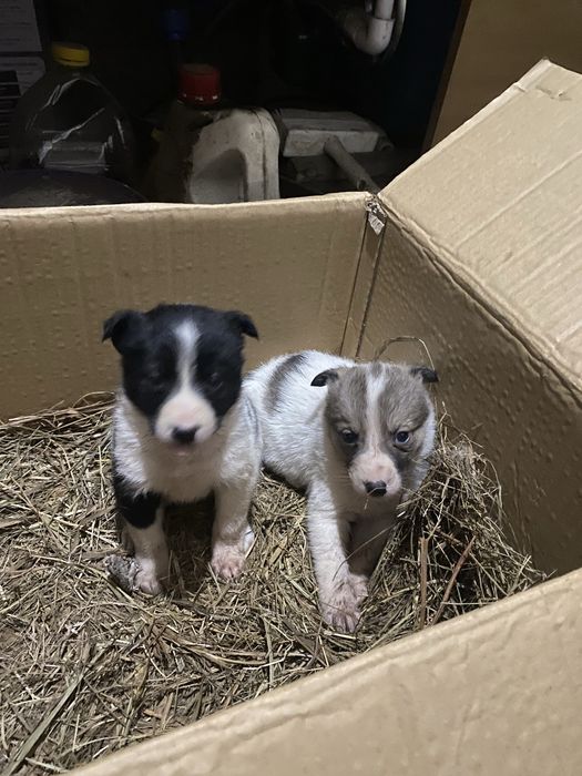 Продам щенков лайка