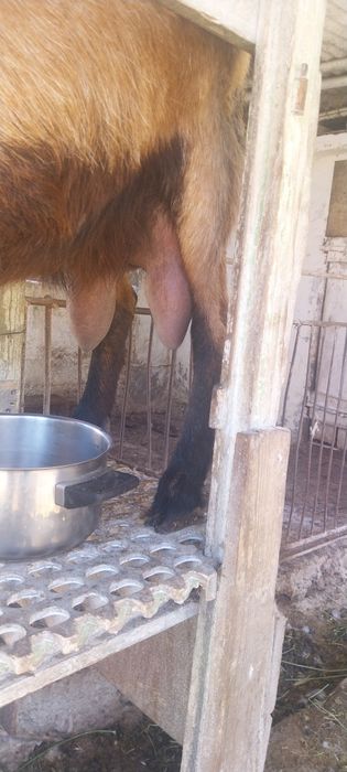 capra cu lapte !!!