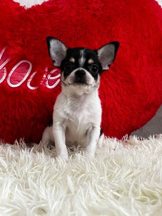 Шикарный мальчик чихуахуа кобби