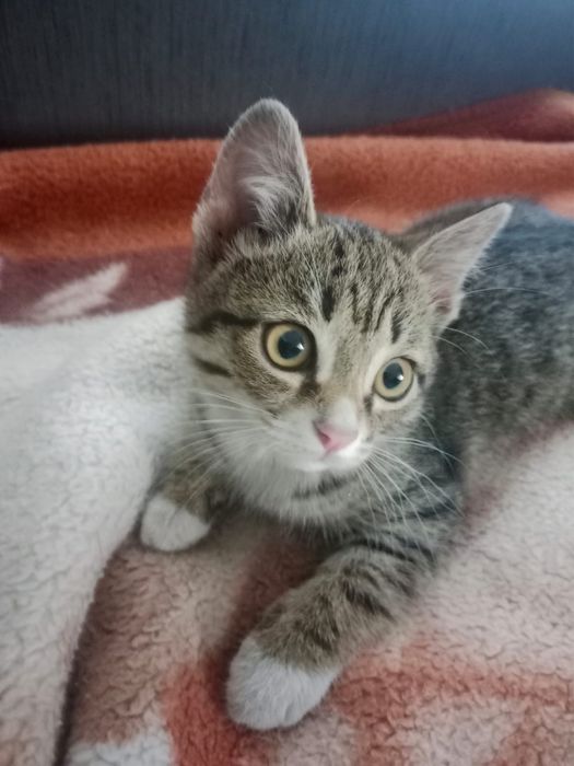 Отдам хороших котят