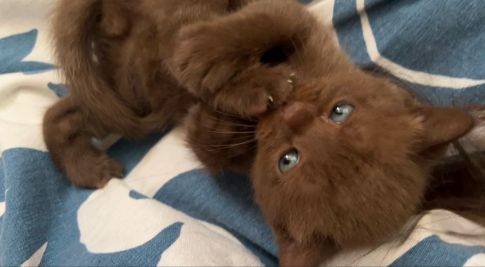 Чистопородные британские котята