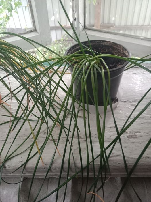 Продам цветочки...