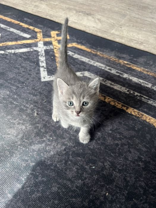 Отдам котенка в добрые руки