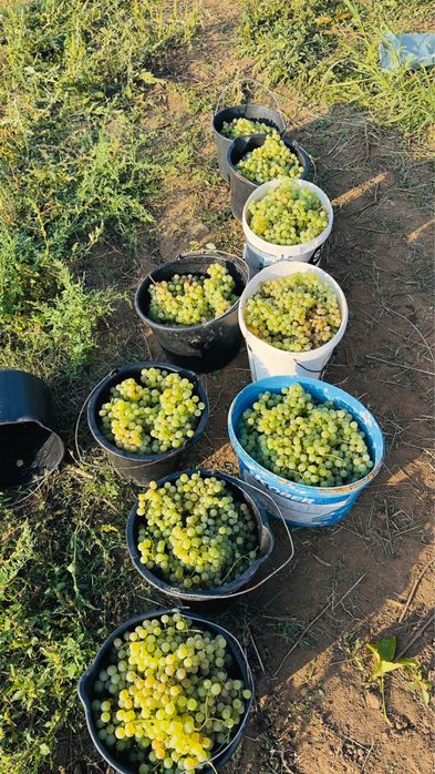 Struguri albi amestec Fetească, Chasselas, Riesling, Aligote,