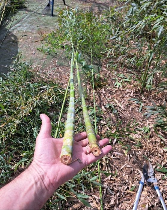 Bambus   Phyllostachys Aureosulcata , aclimatizat in Rom