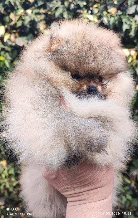 Померан  мини момче