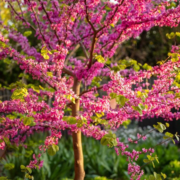 Cercis Canadensis (Arborele Iudei )