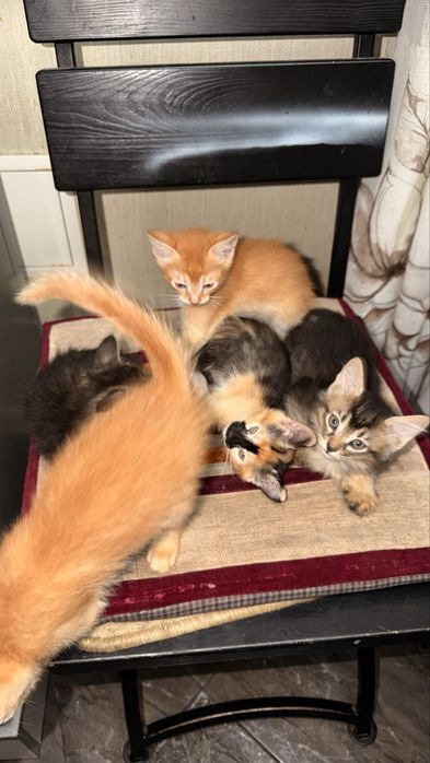 Продам котят,дворняжки