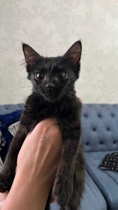 Котенок девочка. 2,5 месяца. БЕСПЛАТНО