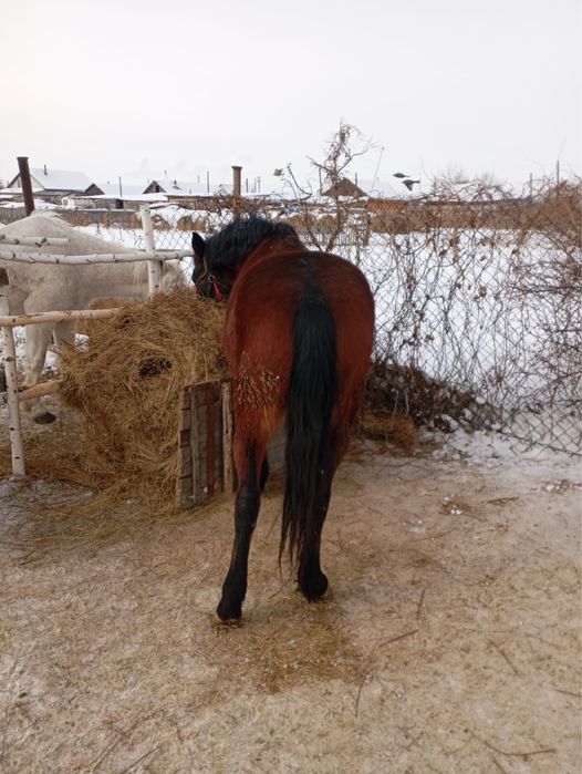 Продам кобылу, продам