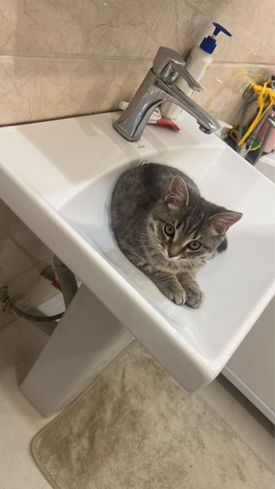 Продается кошка шотландка