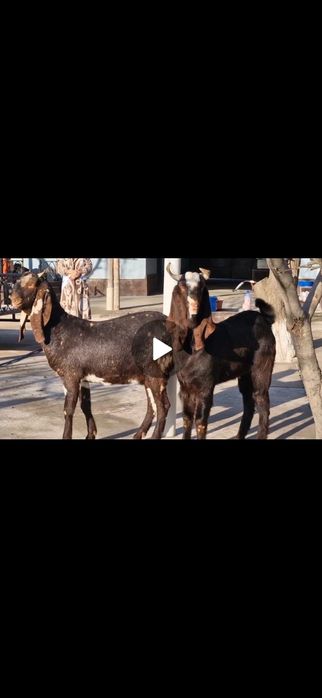 Коза Ешкі Коза ешкі