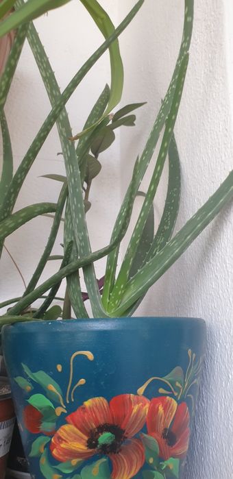 Продаю двух трех летние алое вера