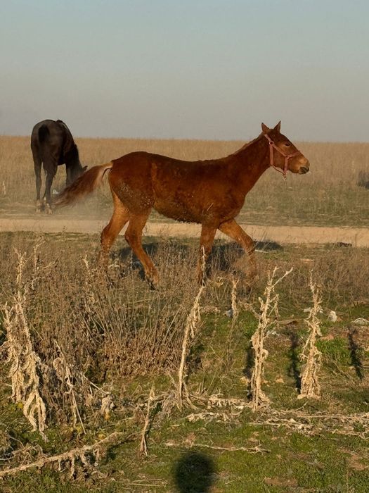 Тай ұрғашы 10 айлық