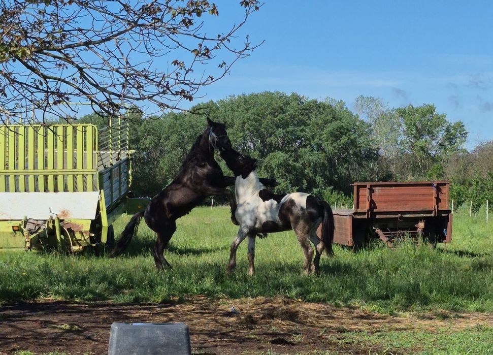 Manji frizieni  de vanzare