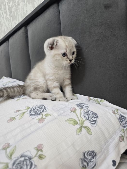 Продаются породистые котята скотиш фолд 2 девочки и 2 мальчика