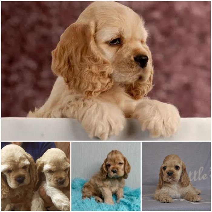 Щенки Американского кокер спаниеля.