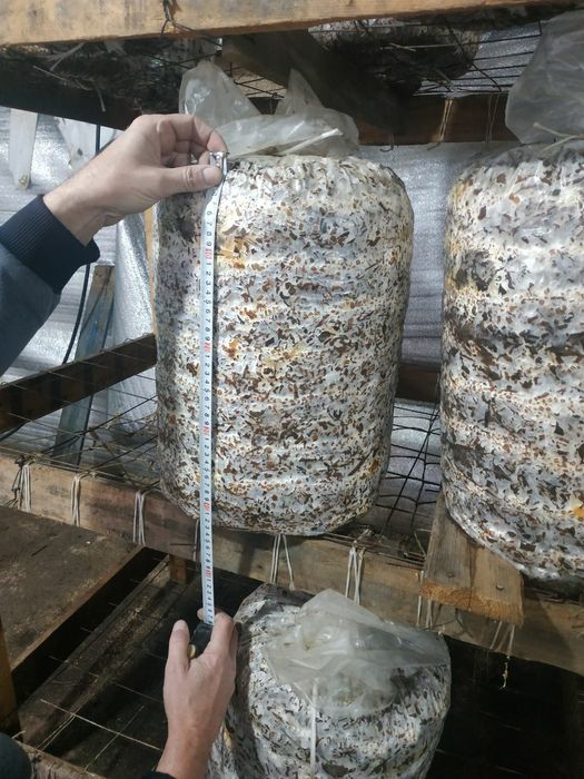 Qo'ziqorin urug'i veshinka. КА - 17 Семена Грибов Вешинка