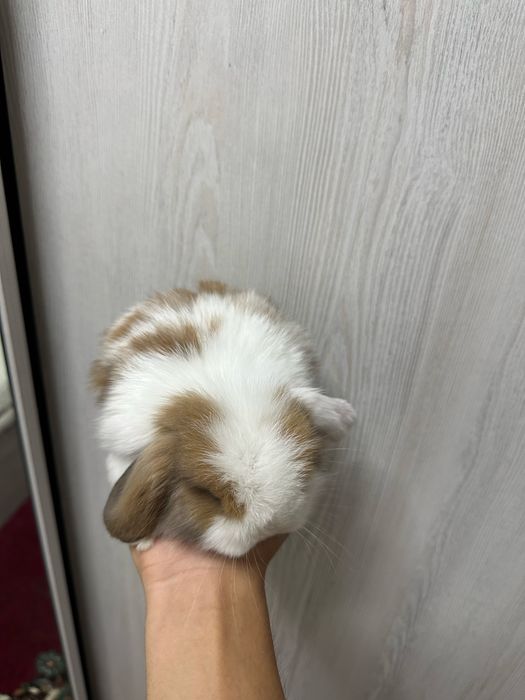 Quyonchalar – farzandingiz uchun eng yaxshi do‘st!