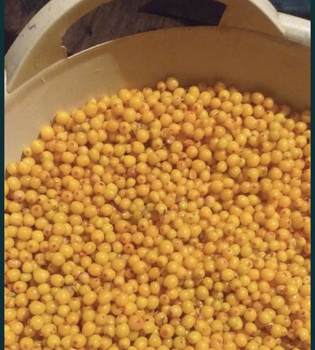 Облепиха теңіз шырғанағы