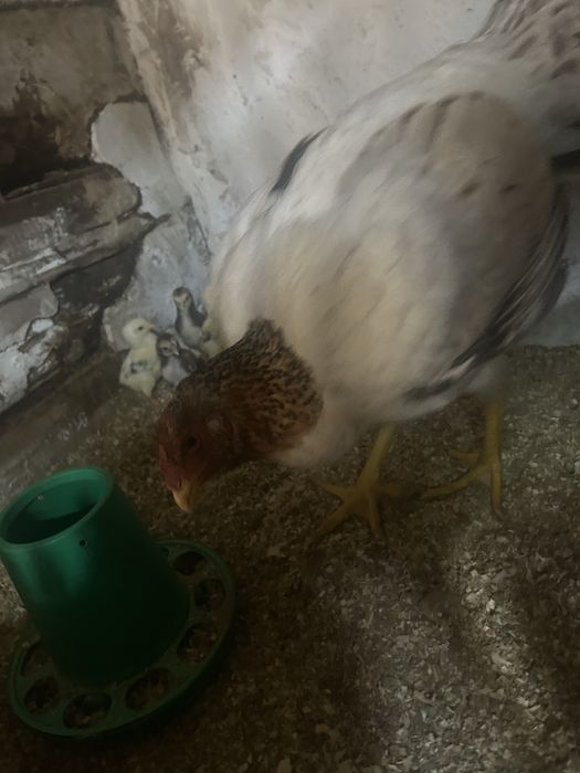 Продам бойцовых цыплят 6 штук