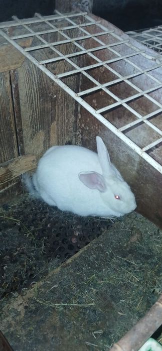 Iepuri din rasa hycole