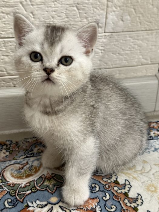 Скотиш страйт серебристая шиншилла