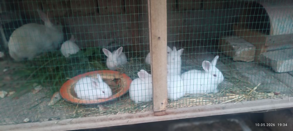 Куенлар сотилади 9дона