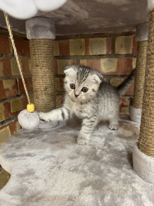 Продам котенка породистого