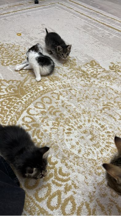 отдам котяток, уральск