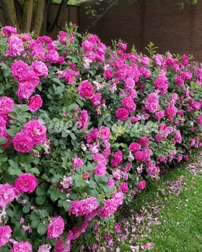 Vand trandafiri cataratori si normali la ghiveci