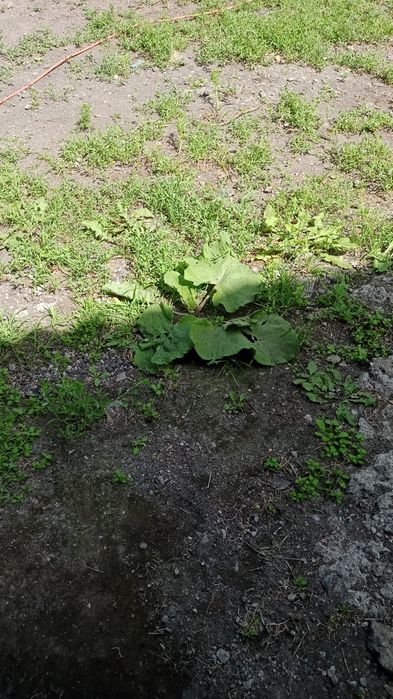 Продам дом в Михайловке