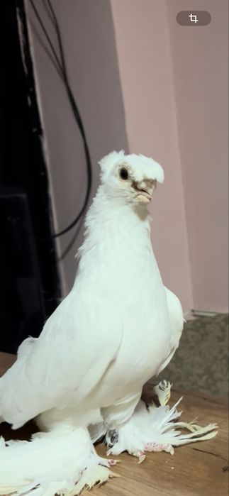 Белый самец голуби