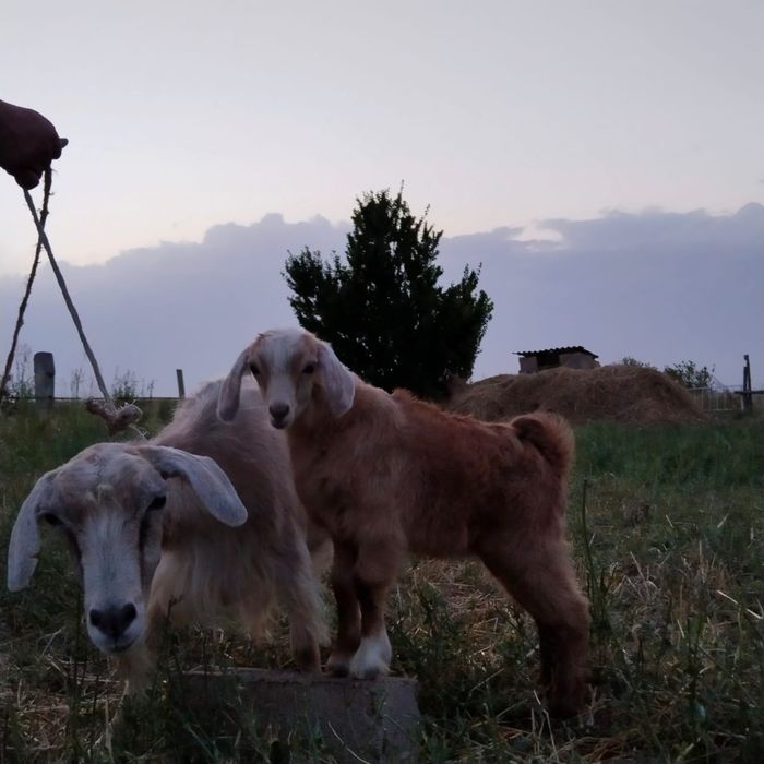 Ешкі сауынды сатылады