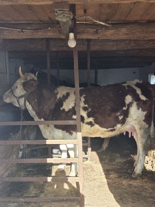 Junică prima fătare