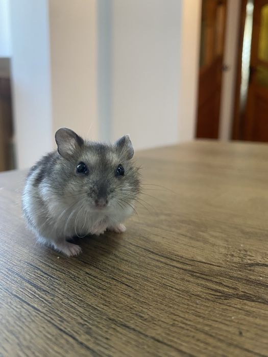 Hamsteri adorabili își caută casă!