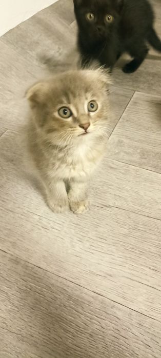 Отдам котят в добрые руки