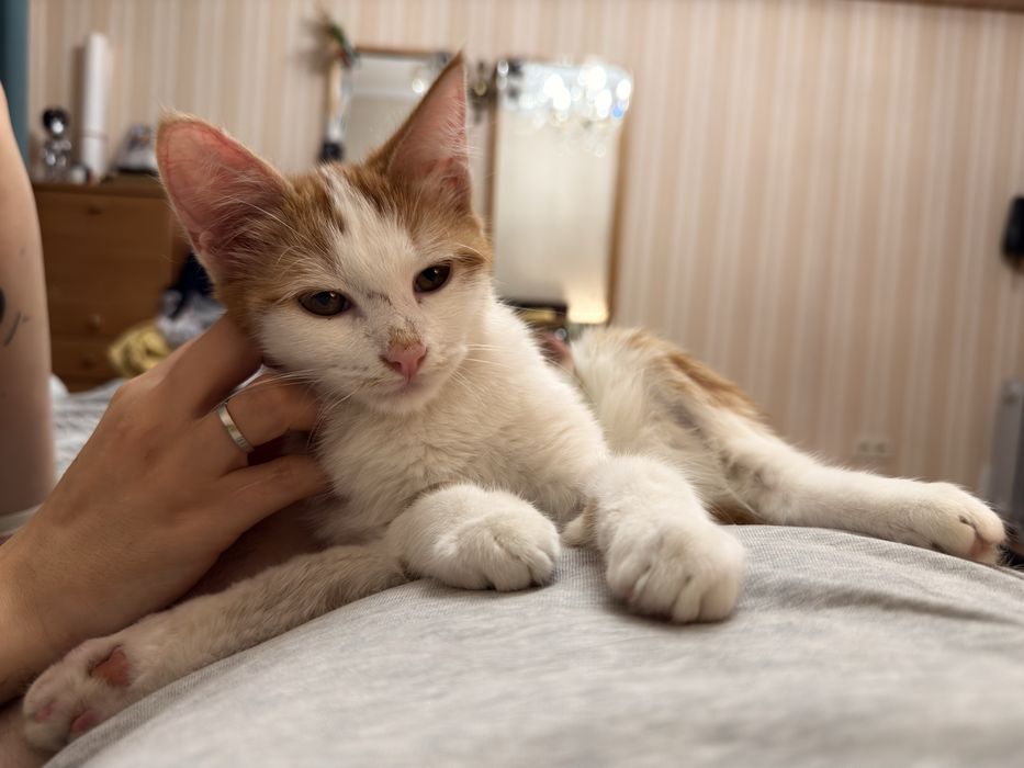Ищем дом для котенка