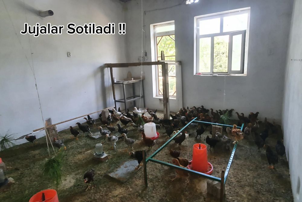 Sifatli jo‘jalar sotiladi (tovuq va xo‘roz)
