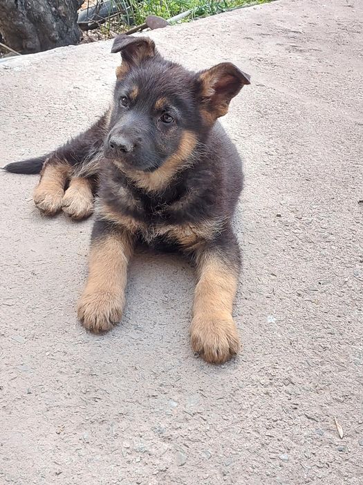 Щенки Немецкой Овчарки