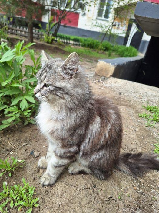 Отдам даром котенка