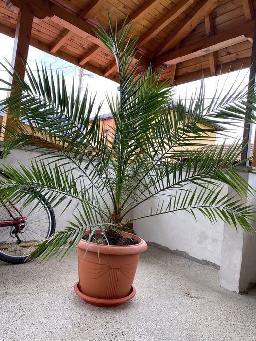 Голяма красива финикова палма висока близо 2 метра