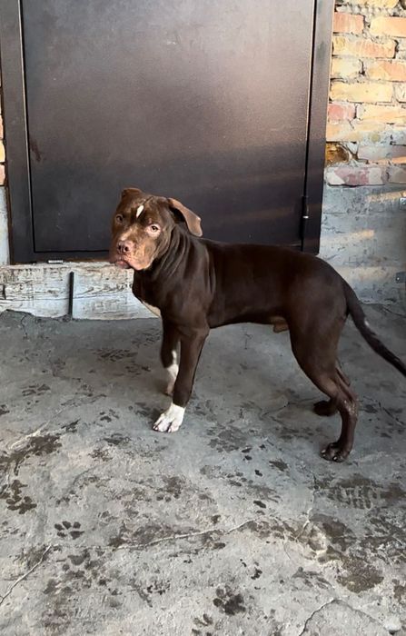 Пит-бультерьер (Red nose)