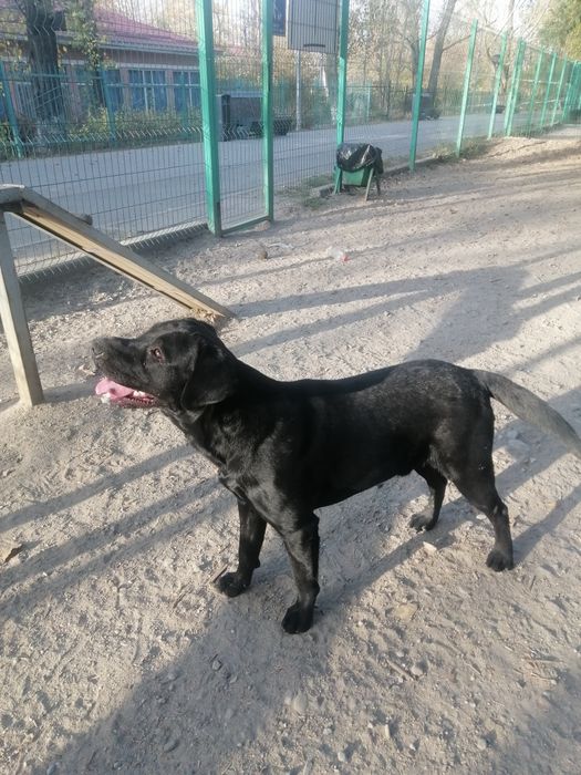 Жаркий чёрный Красавец ищет подругу