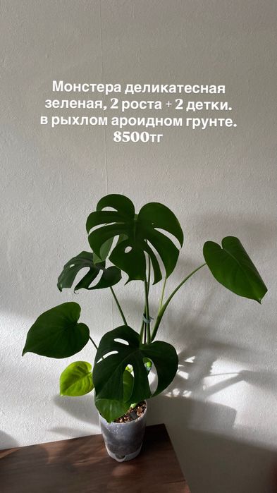 Комнатные растения