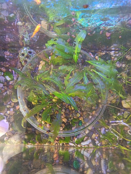 Аквариумные растения