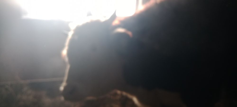 Продаётся бык 2 лет на разведение